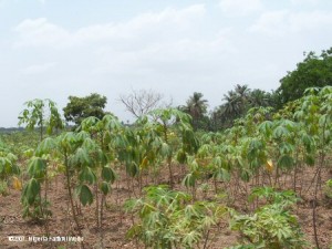 Cassava farm