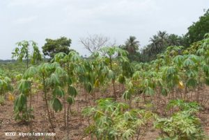 Cassava field